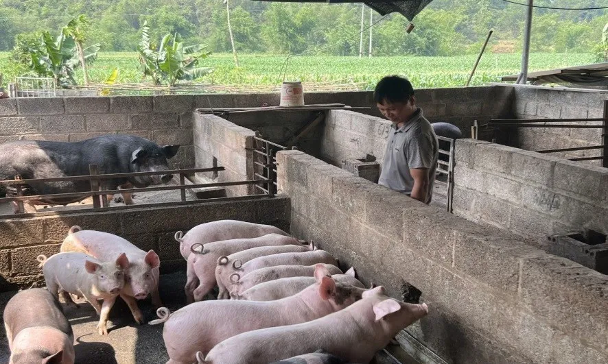 Cao Bằng: Dịch tả heo châu Phi lan mạnh, gần 3 tấn heo bệnh bị tiêu hủy