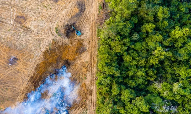 Năm 2024, tổng diện tích rừng bị mất trên toàn thế giới cao kỷ lục