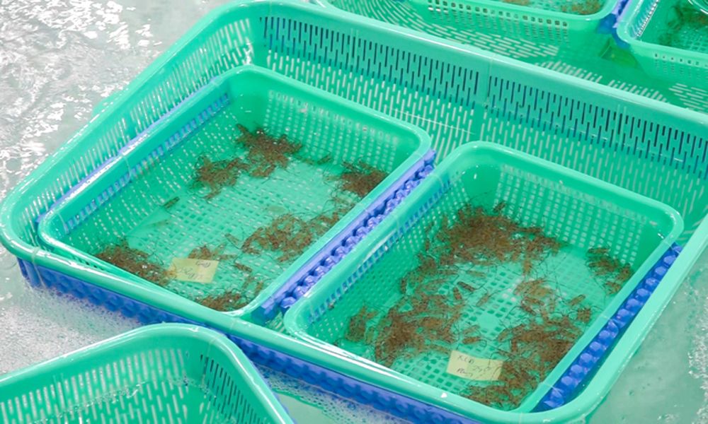 Tôm giống lậu tràn vào Khánh Hòa 