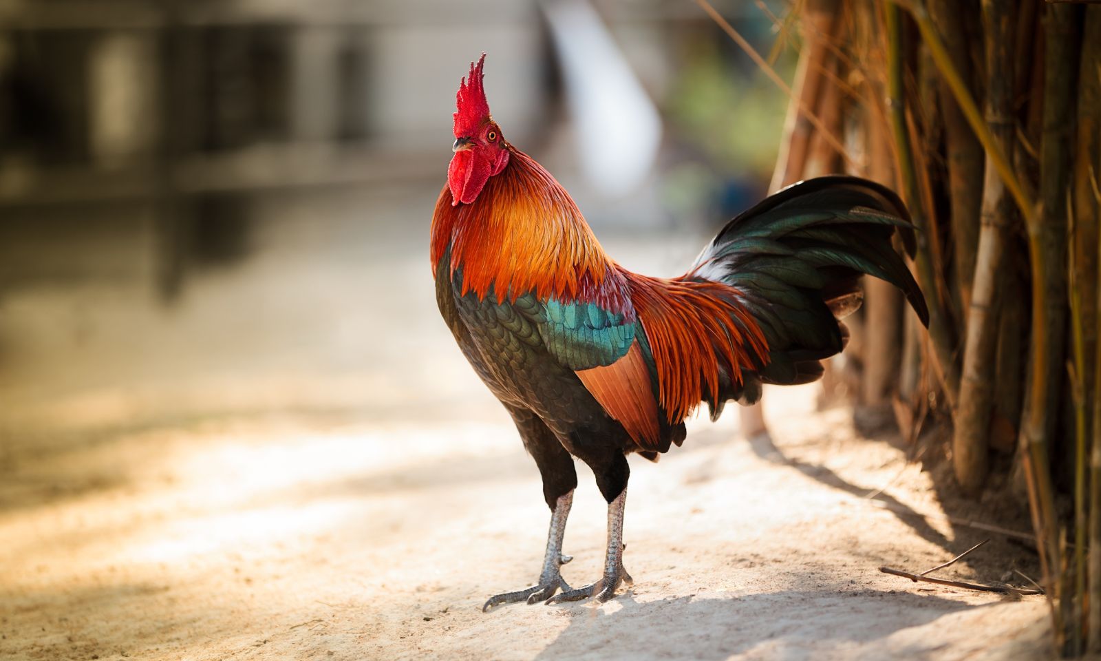 3 tháng tới: 4 con giáp tài lộc rực rỡ, giàu lên nhanh chóng