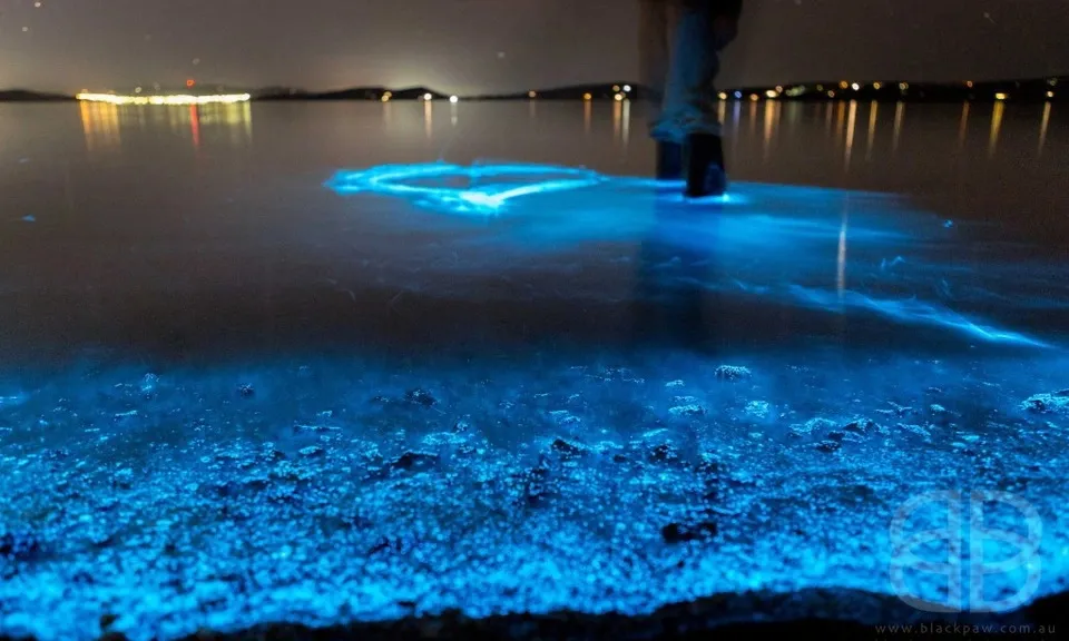 Du khách thích thú với hiện tượng thiên nhiên hiếm gặp ở biển Hạ Long