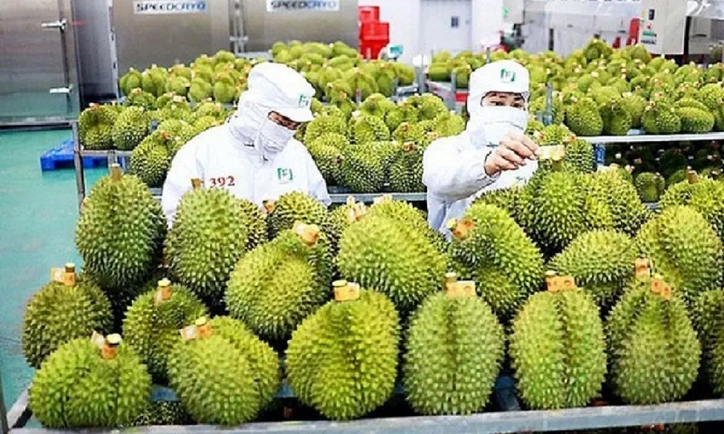 Xuất khẩu sầu riêng vào Trung Quốc đã rộng cửa hơn