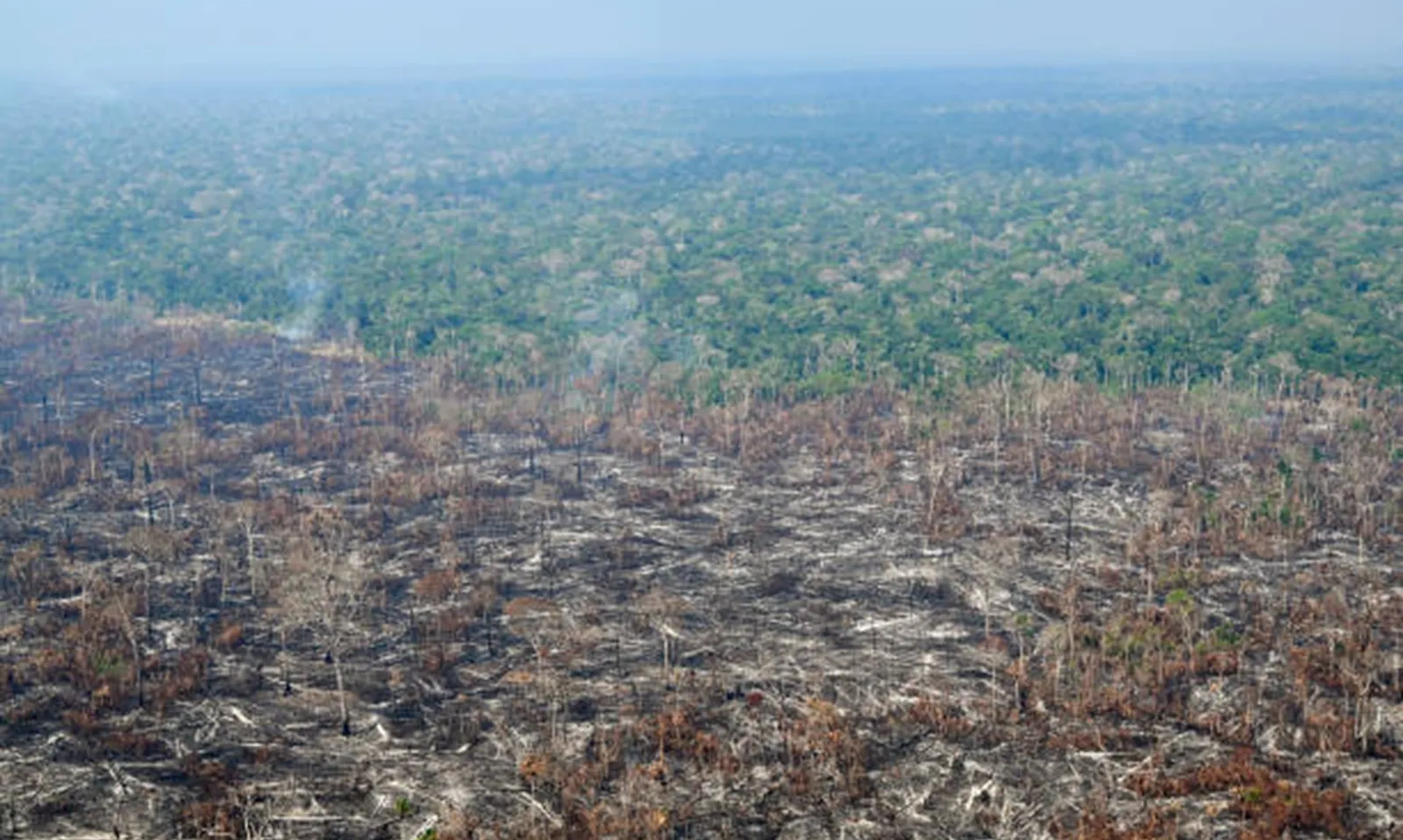 Luật Chống phá rừng EU: Chỉ 4 quốc gia thuộc diện “rủi ro cao”