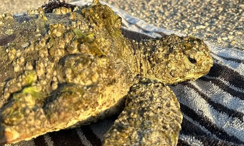 Cứu hộ con rùa bị bao phủ hà, tảo khắp thân thể