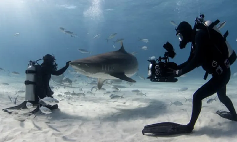 “Khiêu vũ cùng Cá mập” sẽ bắt đầu ngày 20/7