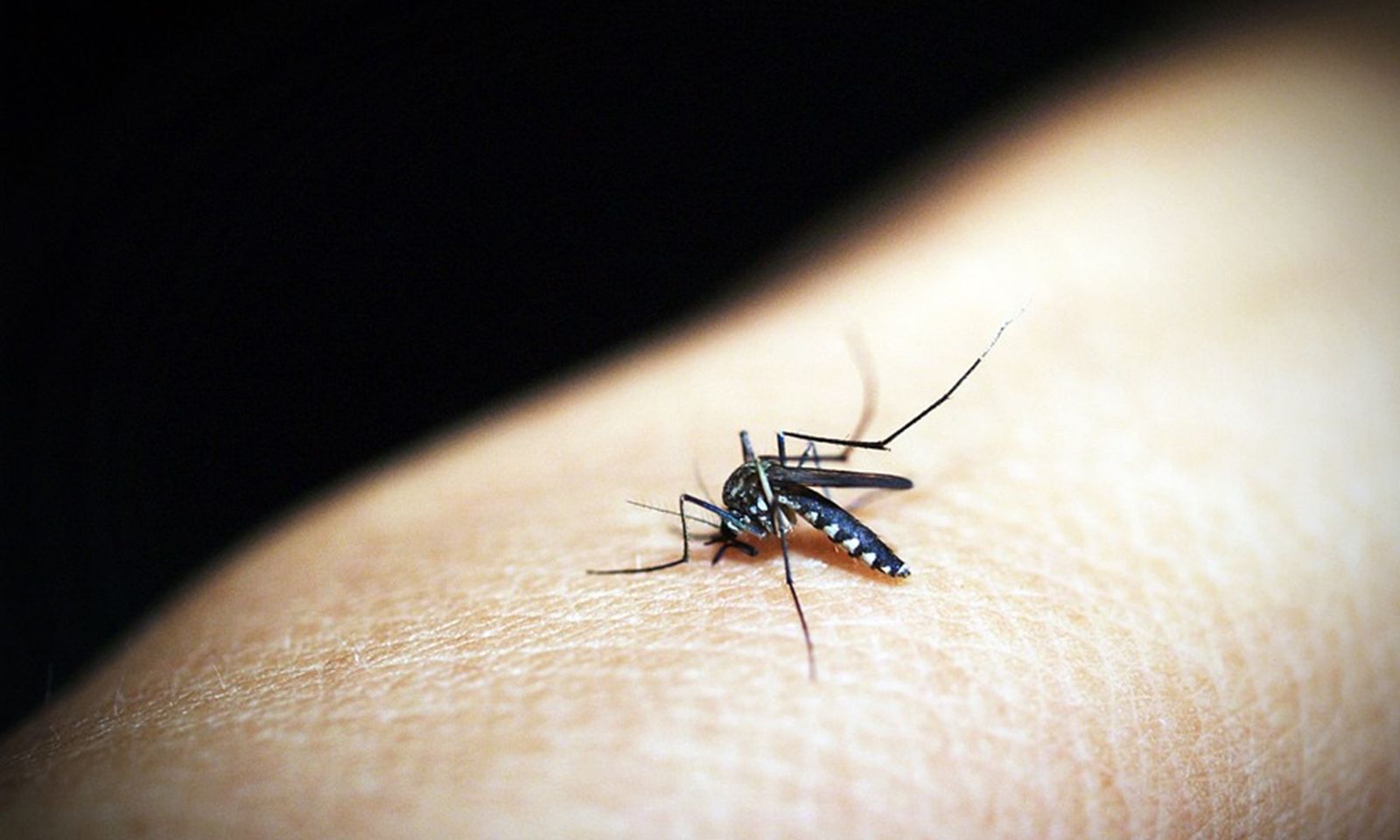 Virus Tây sông Nile lần đầu tiên được phát hiện ở muỗi Anh