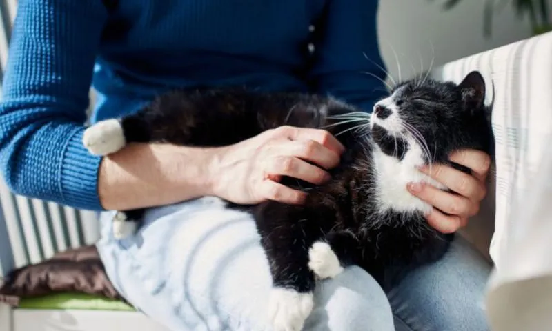 Người phụ nữ bị kiện vì dụ mèo hàng xóm về nuôi