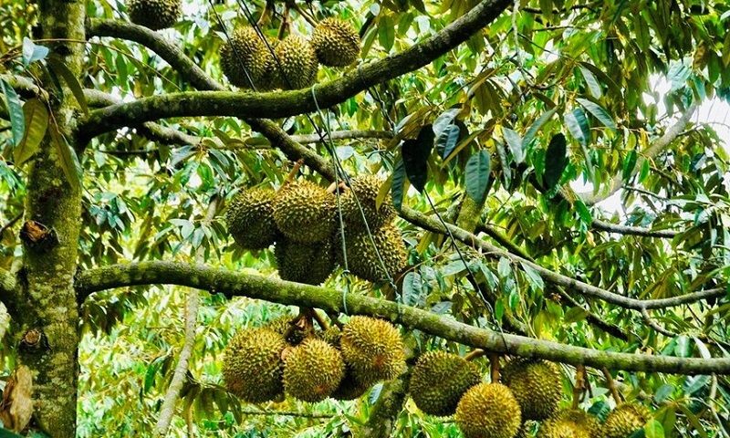 Siết quản lý vùng trồng và cơ sở đóng gói, thúc đẩy xuất khẩu sầu riêng bền vững 