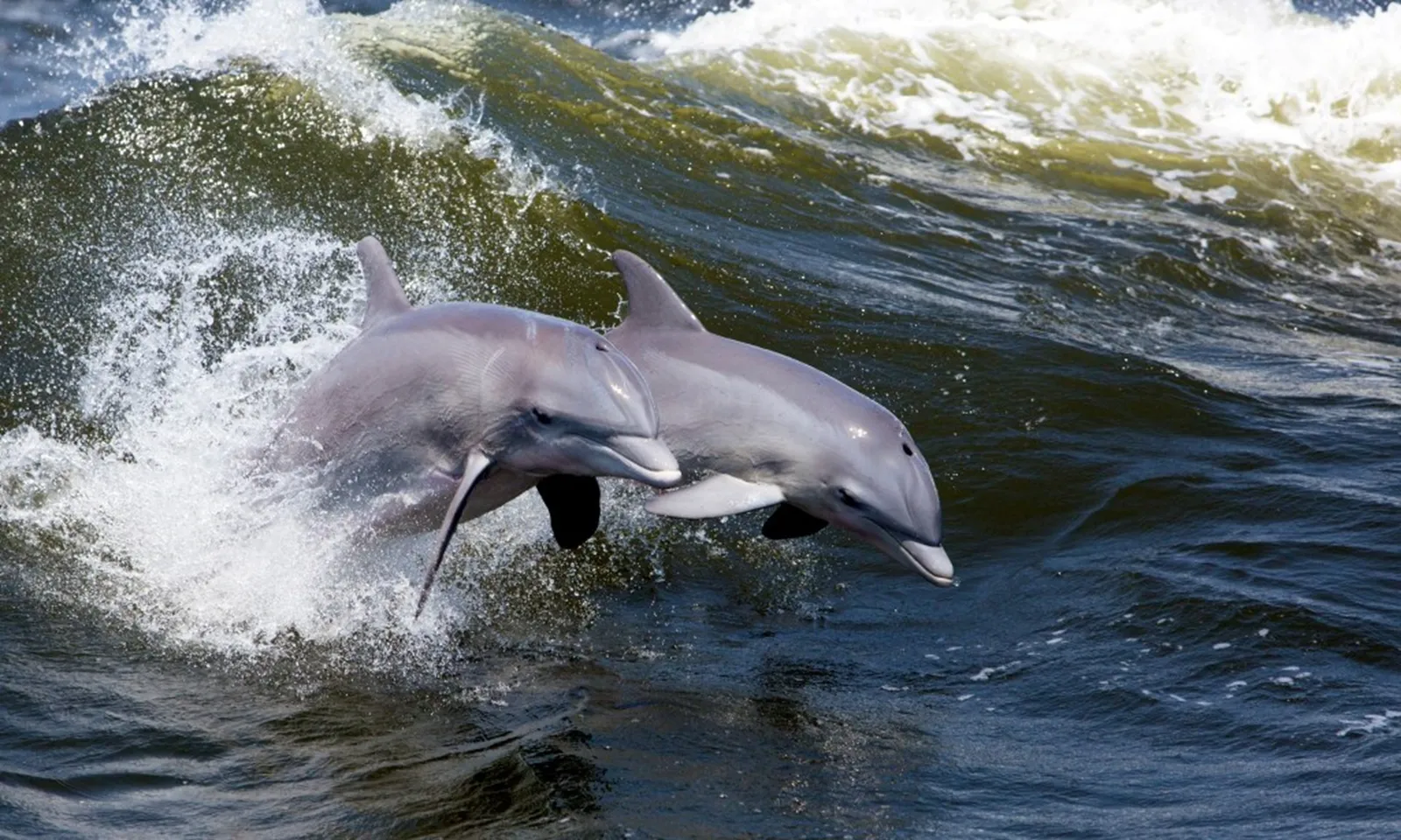 Thuyền trưởng lĩnh án tù vì bắn và đầu độc cá heo