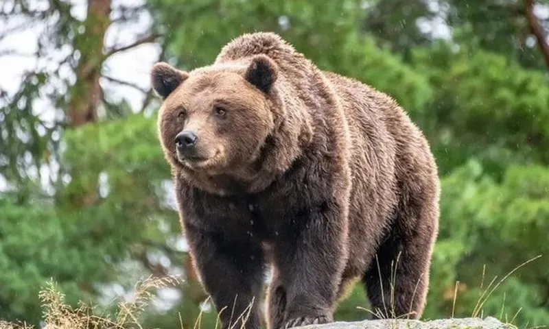 Người phụ nữ Slovenia nguy kịch sau khi bị gấu tấn công 