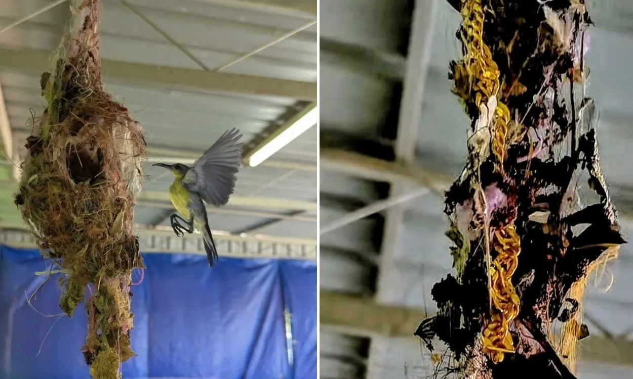 Phát hiện dây chuyền vàng trên tổ chim
