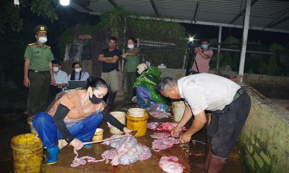 Hà Nam: Gần 3 tấn thịt heo nhiễm dịch tả bị phát hiện trong lò mổ “lậu”