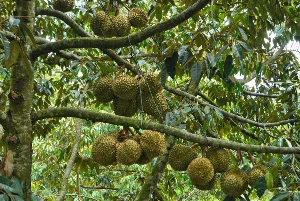 du lịch miền Tây-2