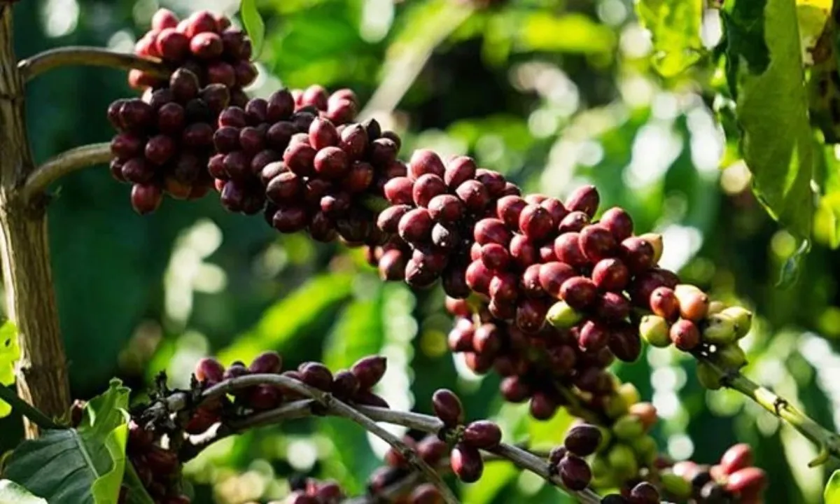 Giá cà phê lao dốc sau chuỗi tăng nóng