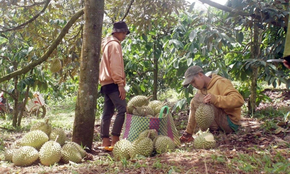 Sự thật về “sầu riêng nhúng hóa chất” ở Đắk Nông