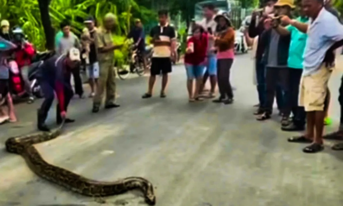 Bắt gọn trăn khủng 45kg gần khu dân cư Rạch Giá