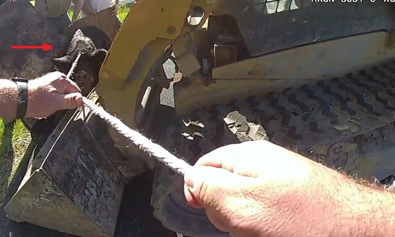 Dùng xe xúc đất để bắt lợn hung dữ chạy rông