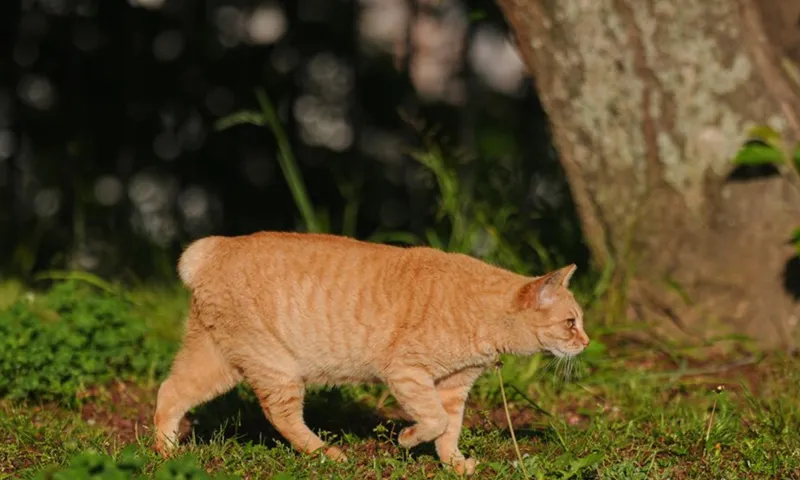 Mèo cụt đuôi giống mèo mang lại may mắn ở Nagasaki