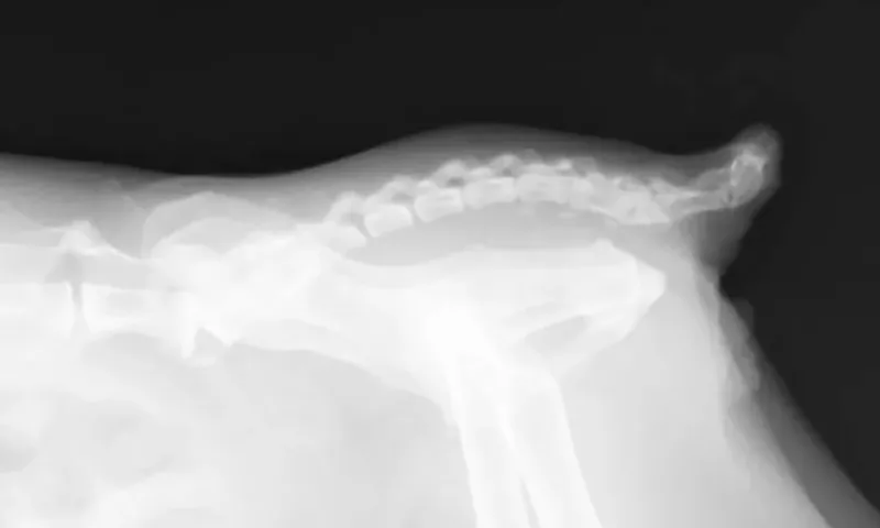 Tokyo Cat Specialists cung cấp, cho thấy hình ảnh chụp X-quang của một chú mèo đuôi cụt ở Tokyo. (Tokyo Cat Specialists qua AP)