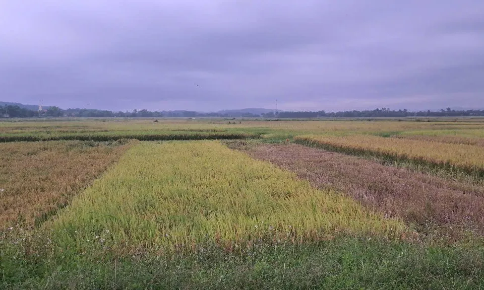 Hà Tĩnh: Một nông dân tử vong do sét đánh khi đang thu hoạch lúa