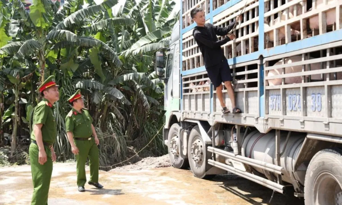 Hà Tĩnh: Xe tải chở 180 con heo mắc dịch tả châu Phi đi tiêu thụ