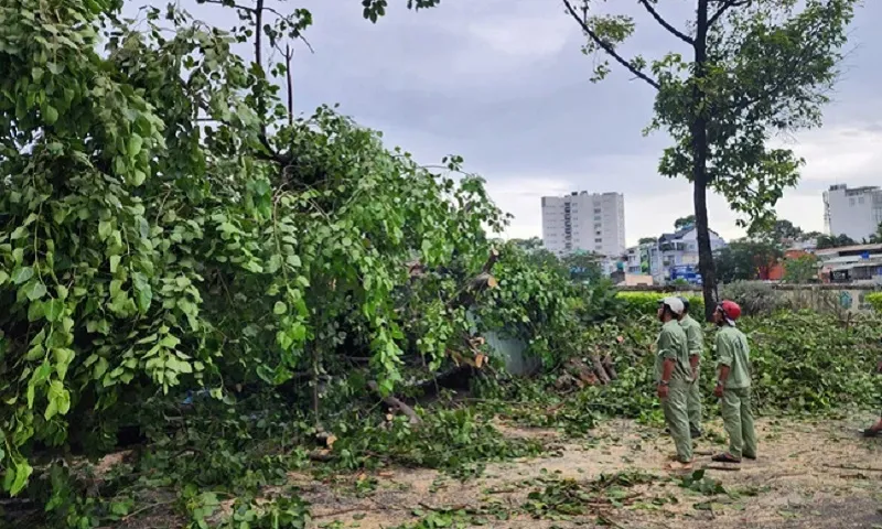 TPHCM: Mưa to, gió lớn, cây xanh bật gốc, 1 người bị thương