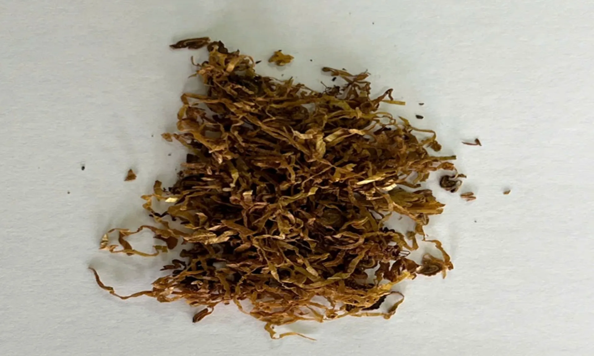 ma-tuy-310525