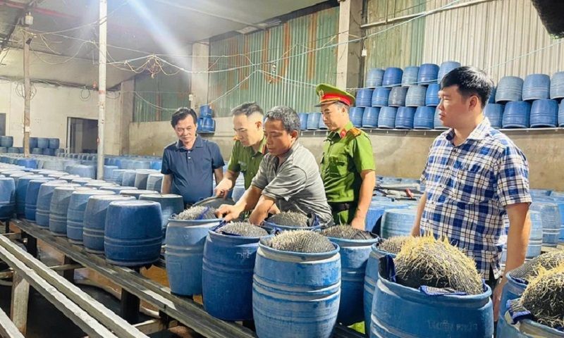 Khởi tố 3 người ủ giá đỗ bằng hóa chất độc hại ở Lào Cai