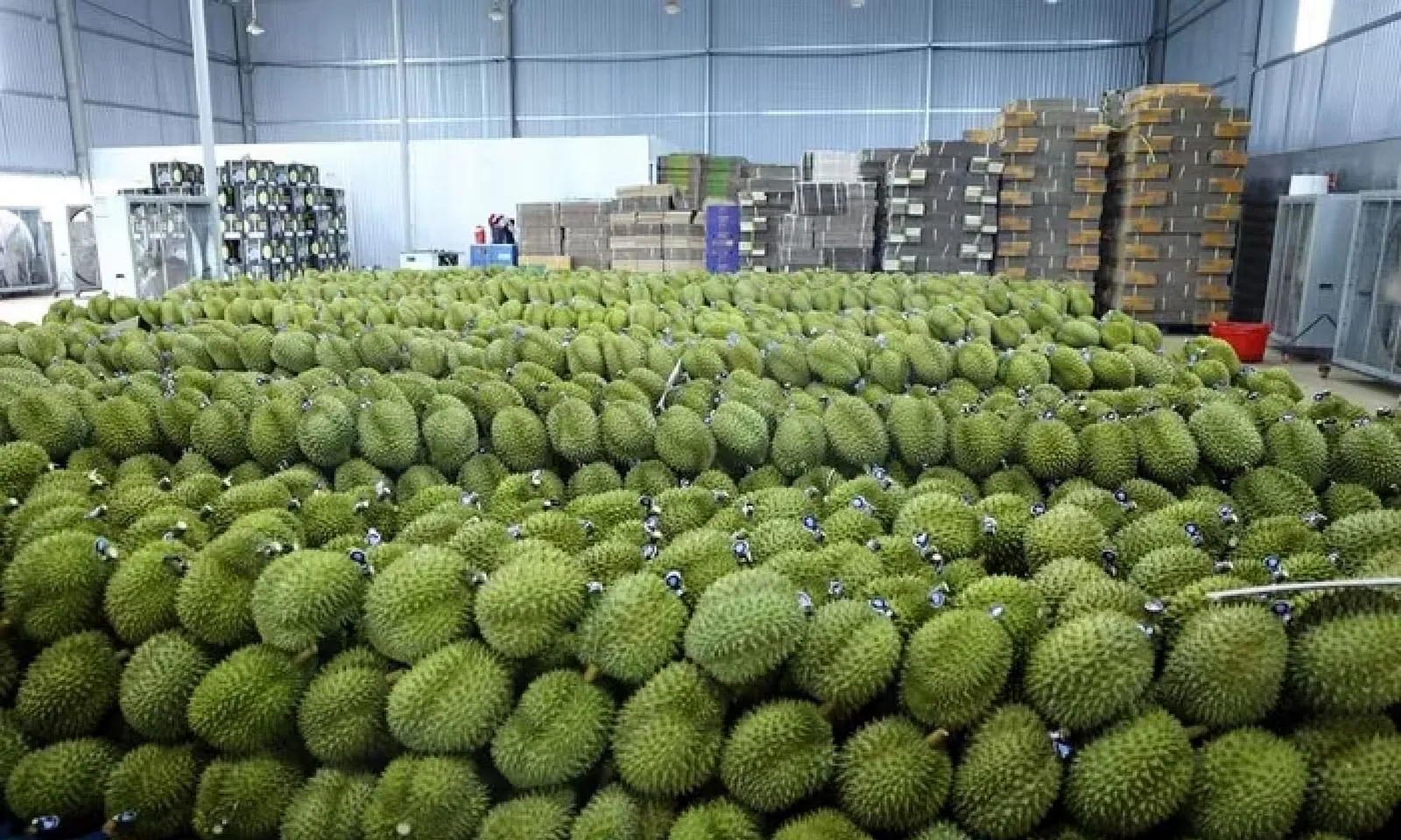 Việt Nam tăng tốc trong cuộc đua sầu riêng vào thị trường Trung Quốc