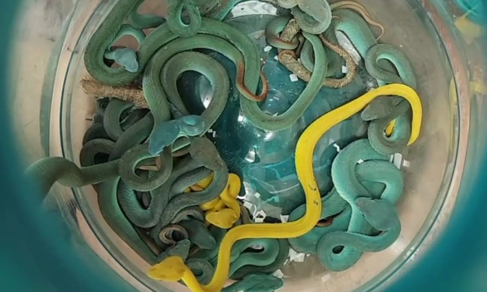 Bắt giữ hành khách giấu hơn 40 con rắn lục độc trong hành lý ký gửi