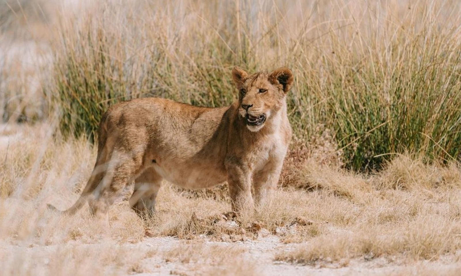 Sư tử vào khu lều trại sang trọng ở Namibia rồi vồ chết người đàn ông 