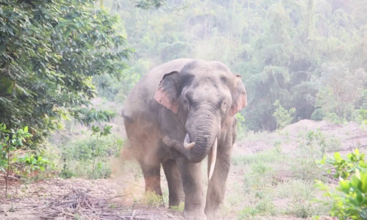 Một người dân bị voi rừng quật chết