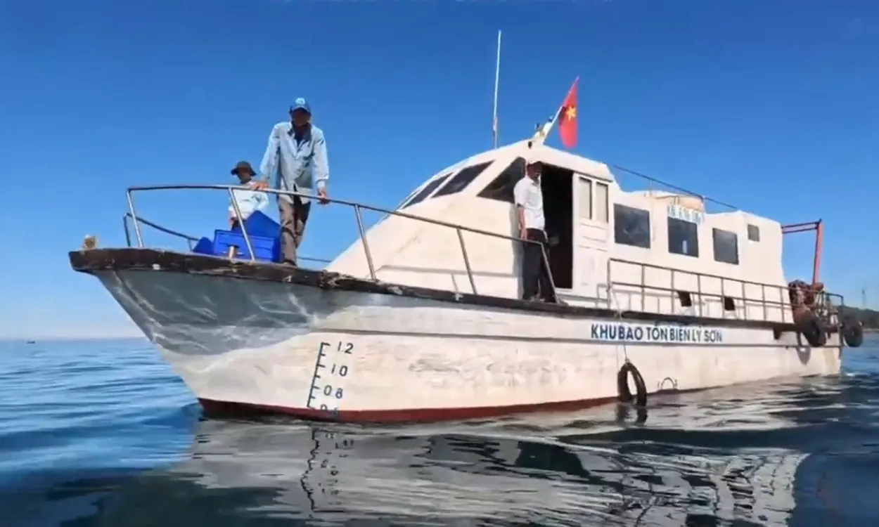 Lý Sơn thả về biển 35 con cua huỳnh đế mang trứng