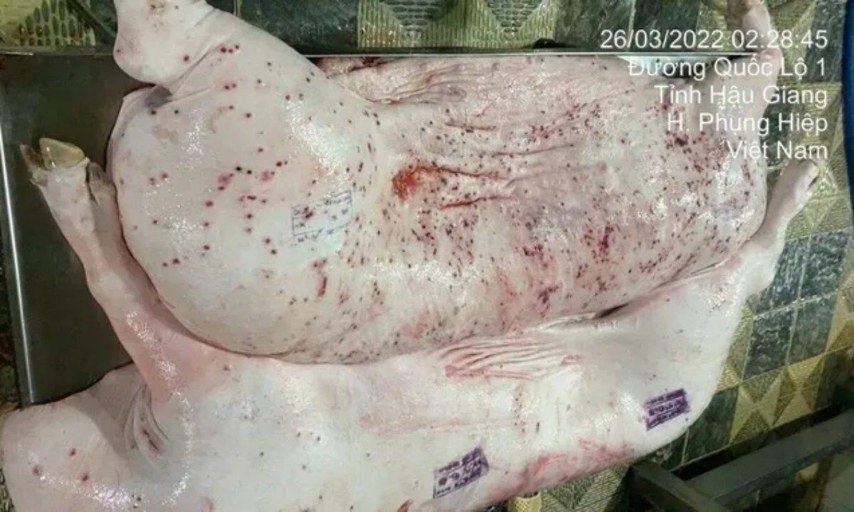 Vụ nghi heo bệnh tại chuỗi C.P: Bộ Nông nghiệp đề nghị Bộ Công an vào cuộc điều tra