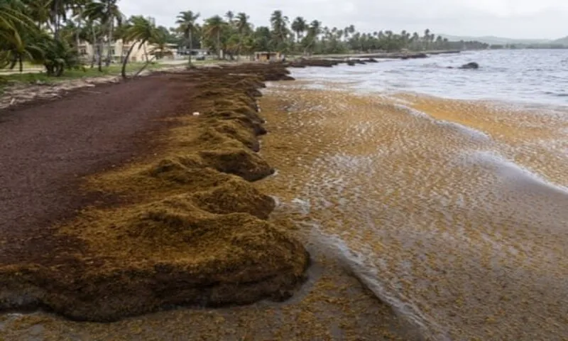 38 triệu tấn tảo sargassum phủ kín nhiều bãi biển ở vùng Caribe