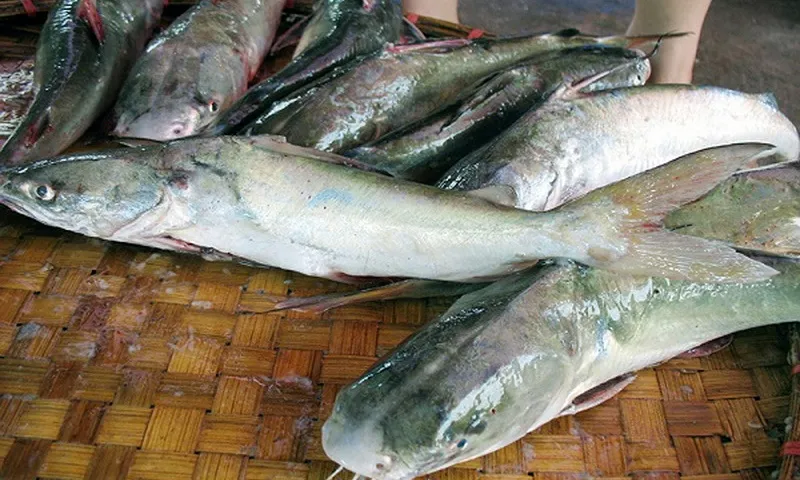 Nhiễm vi khuẩn Vibrio vulnificus từ gai cá, bệnh nhân suýt mất bàn tay