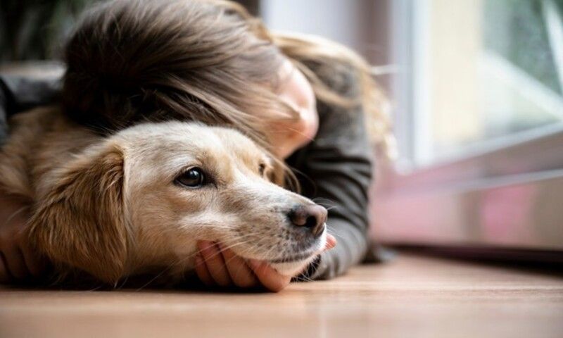 Nghiên cứu mới: Tiếp xúc với chó từ nhỏ có thể bảo vệ trẻ khỏi bệnh chàm da