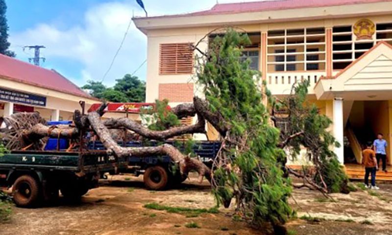 Bị phát hiện chở cây thông bonsai lớn, hai tài xế bỏ xe rời khỏi hiện trường