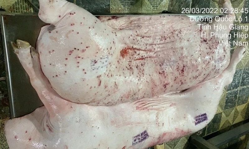Vụ kiểm dịch sai thịt heo bệnh: Lỗ hổng giám sát tại cơ sở giết mổ ở Hậu Giang