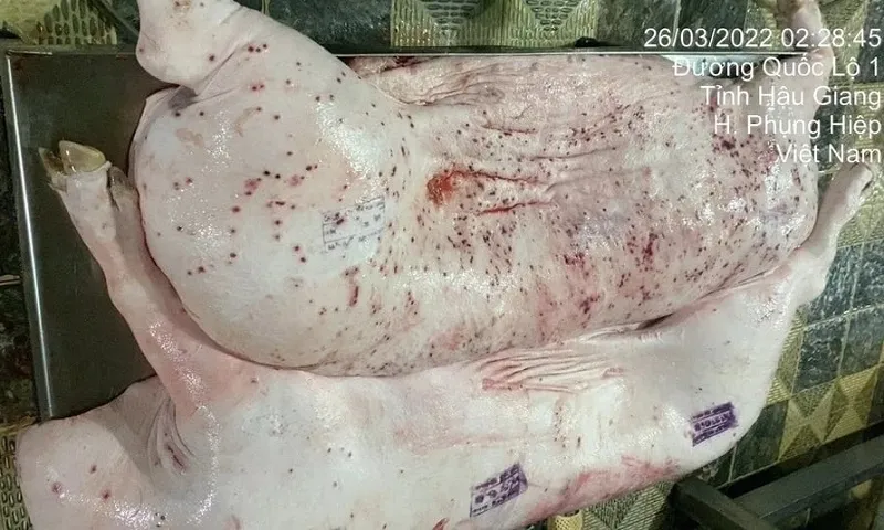 Vụ kiểm dịch sai thịt heo bệnh: Lỗ hổng giám sát tại cơ sở giết mổ ở Hậu Giang