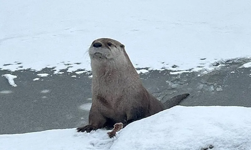 Con rái cá trốn thoát khỏi vườn thú thành công