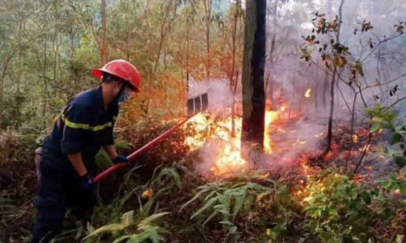 Bắc Giang: Cháy rừng do dọn dẹp lá khô, một người tử vong