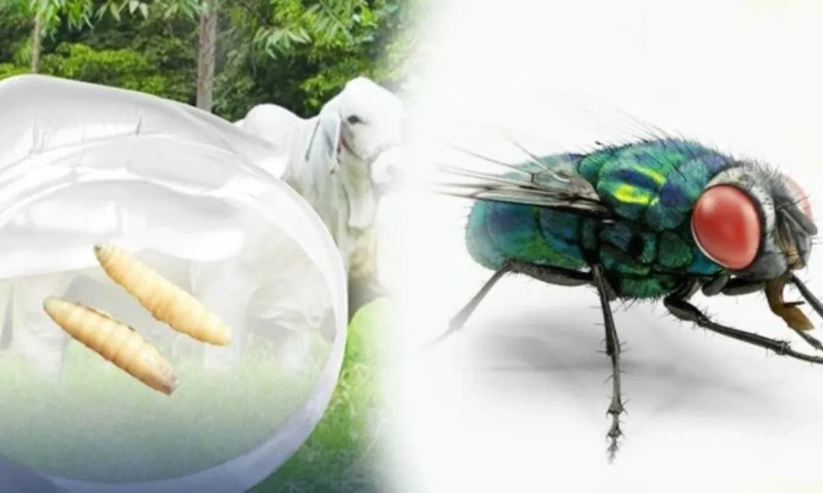 Guatemala báo động dịch “giòi ăn thịt” sau hơn 20 năm