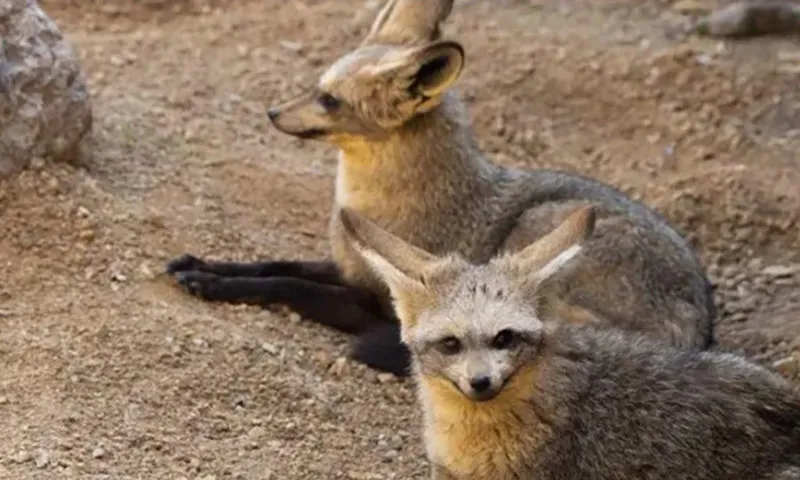 Cáo tai dơi quí hiếm xuất hiện trở lại trong vườn thú ở Anh Quốc