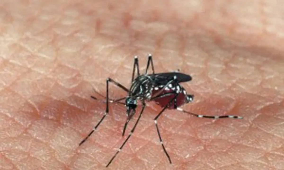 Israel ghi nhận ca đầu tiên nhiễm virus Tây sông Nile năm 2025