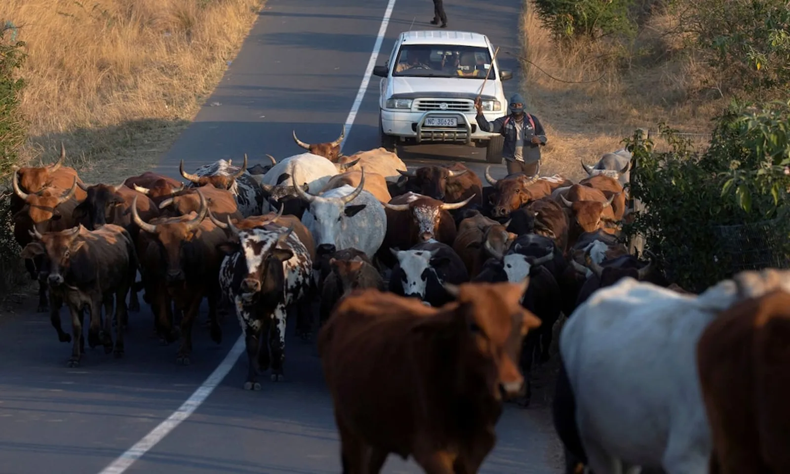 Nam Phi đẩy mạnh tiêm vaccine ngăn dịch lở mồm long móng lan rộng
