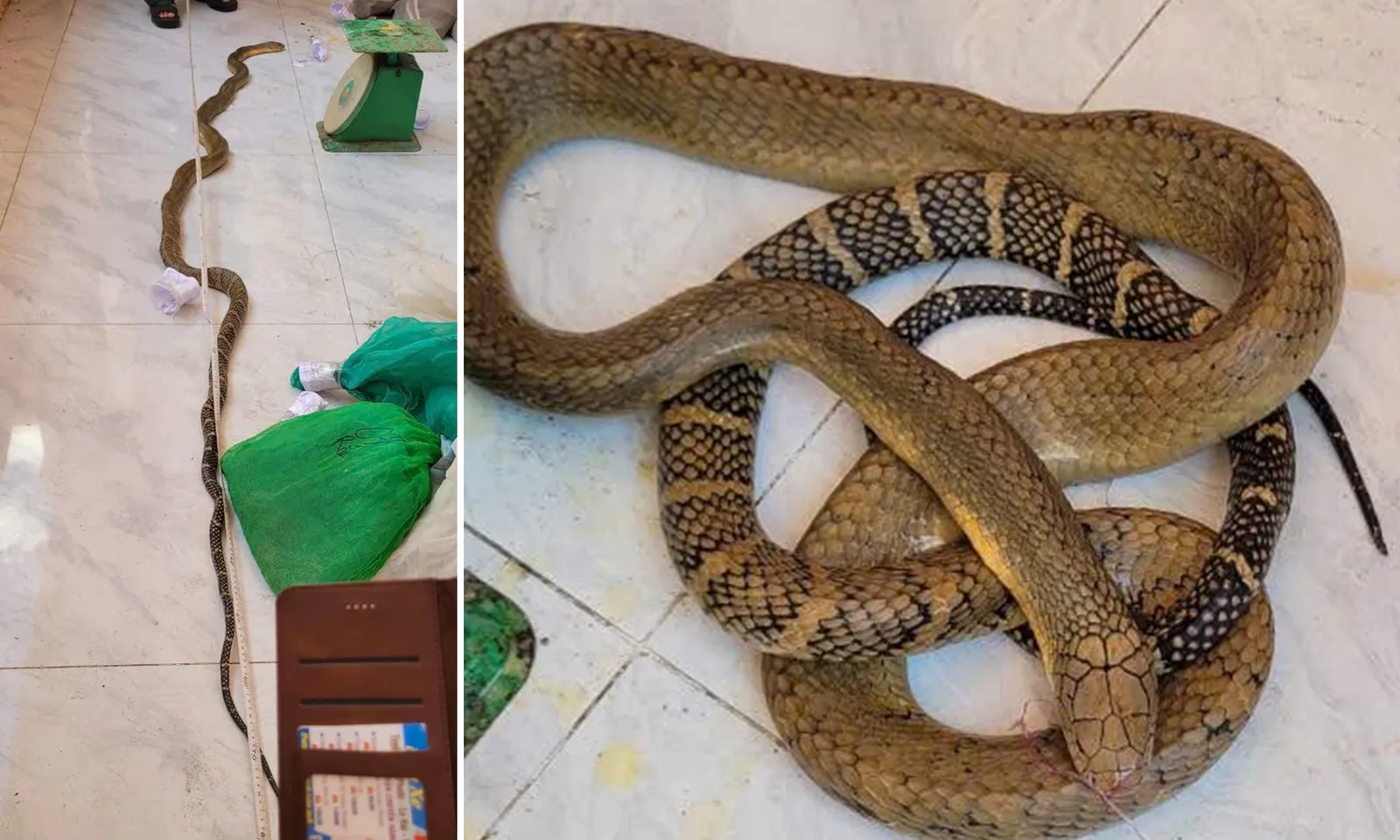 Khởi tố 4 đối tượng mua bán nhiều loại rắn quý hiếm