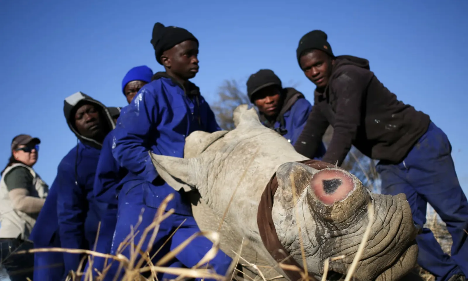 Cắt sừng tê giác giúp giảm nạn săn trộm tới 80%