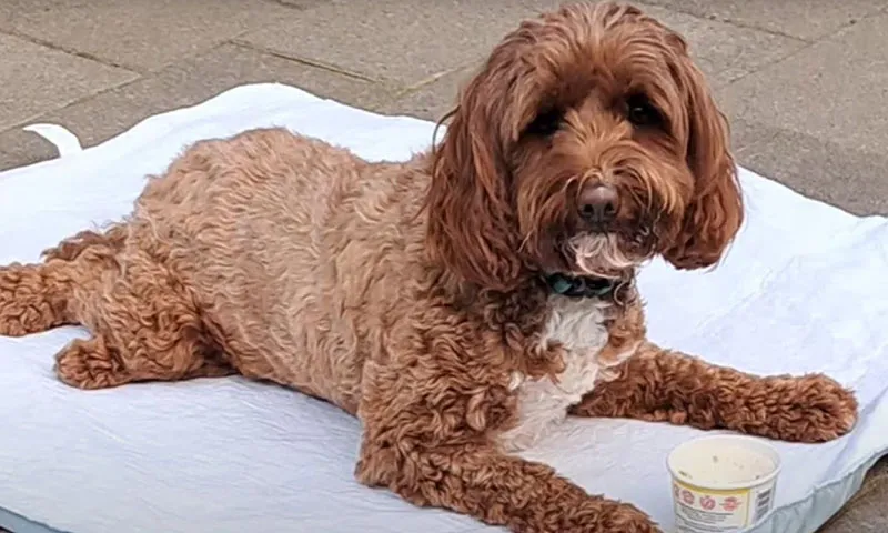 Học sinh trung học  thiết kế chân giả cho chú chó bị liệt