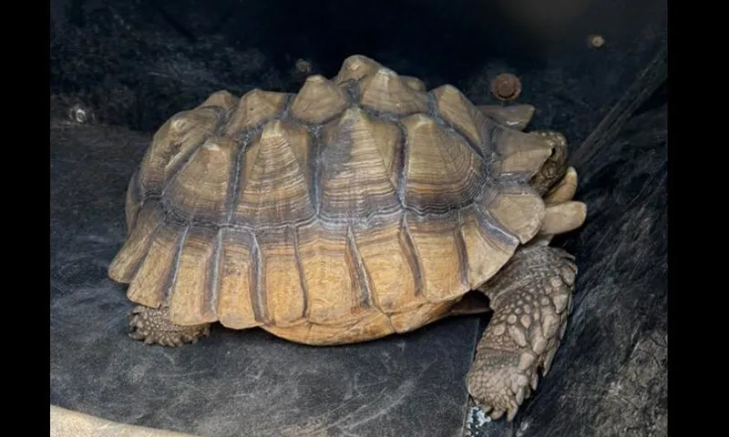 Phát hiện chú rùa núi vàng lang thang gần bãi biễn Nam Carolina